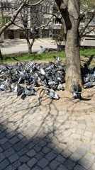 Flock of pigeons takes sudden flight in park setting
