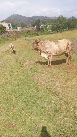 The video shows two cows on a grassy field. One cow, light brown with darker brown stripes, is standing still with a rope around its neck. The other cow, which is mostly gray and white, is grazing. A road with light-colored vehicles on it is visible in the background, along with trees and a building. Mountains are visible in the far background.