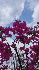 Morning blooms and coffee stand captured in Da Lat