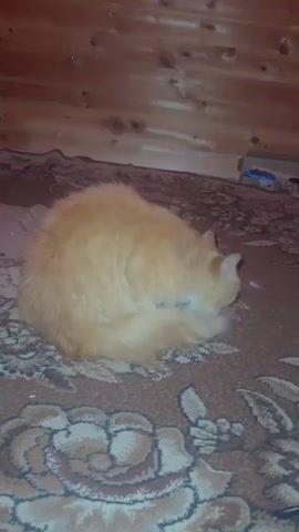The video shows a ginger cat curled up on a patterned rug. The cat is facing away from the camera, with its head tucked into its body. The background consists of a wooden wall.