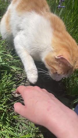 The video shows a person petting a cat in a grassy area. The cat is mostly white with orange patches. The person's hand reaches out to pet the cat's head, and the cat responds by rubbing against the hand. The grass is green and lush, and there are some small plants with purple flowers visible in the background. The person is wearing a dark blue garment, possibly pants or a skirt. The lighting is bright, suggesting it's a sunny day.