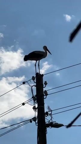 A stork stands on top of a utility pole, silhouetted against a blue sky with scattered clouds. The stork preens its feathers, lifting its wing and tucking its head. The utility pole has multiple wires and insulators attached to it. The video is filmed from a low angle, looking up at the stork and the sky.