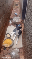 Dog rests in alleyway with food and water
