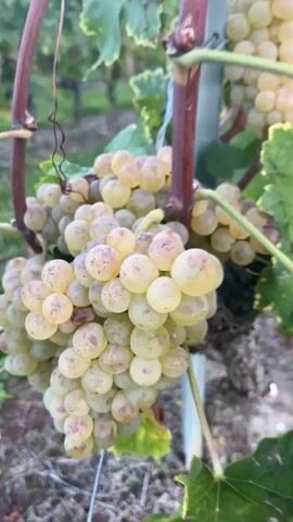 The video displays a vineyard with rows of grapevines. The camera focuses on bunches of green grapes hanging from the vines, some appearing ripe. The vines are supported by wooden and metal stakes. In the background, a wide expanse of green foliage stretches into the distance. The sky transitions from a soft pink and orange hue near the horizon to a pale blue, suggesting either sunrise or sunset. Distant hills or mountains are visible on the horizon. The overall environment is rural and appears to be a vineyard during the grape harvesting season.