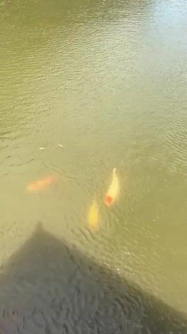 The video begins with a close-up view of a pond with several koi fish swimming in the murky green water. Some of the fish are orange and yellow. The camera then pans up and to the right to reveal a traditional building with an orange-tiled roof, supported by numerous pillars, situated over the water. People are visible inside the building. The building is surrounded by stone walls and lush green trees. The sky above is a bright blue with scattered white clouds. The video continues to pan out, showing more of the pond and the building from different angles, with more koi fish visible in the water. The overall scene depicts a serene outdoor environment with a cultural architectural element.