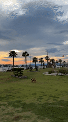 Sunset scene with dog, sculptures captured at Fethiye waterfront