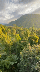 Nasi goreng and jungle views at a hilltop warung in Sawan