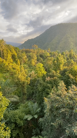 Nasi goreng and jungle views at a hilltop warung in Sawan