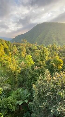 Nasi goreng and jungle views at a hilltop warung in Sawan