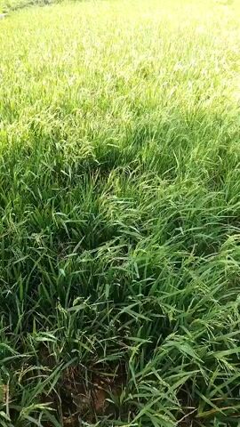 The video shows a close-up view of tall green grass swaying in the wind. The camera appears to be moving through the grass, offering a dynamic perspective of the movement. The lighting suggests it is daytime, with bright sunlight illuminating the scene. The background is blurred and out of focus, hinting at a wider expanse of similar vegetation or a natural landscape. There are no people or discernible objects in the immediate foreground.