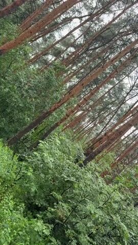 The video shows a tilted view of a dense forest. Tall, slender pine trees with reddish-brown bark dominate the background, their tops disappearing into an overcast sky. The foreground is filled with lush green foliage, appearing as a dense undergrowth of bushes and smaller trees. The leaves are various shades of green, some appearing slightly damp, suggesting recent rain or high humidity. The overall impression is one of a natural, untamed woodland environment. There are no people or discernible objects other than the natural elements of the forest.