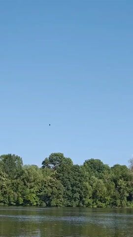 A video shows a bird flying over a body of water with a treeline in the background under a clear blue sky. The bird is a small, dark silhouette in the distance. The water is calm with subtle ripples. The treeline is dense and green, with a single bare tree visible among the foliage. The sky is a solid, unbroken blue.
