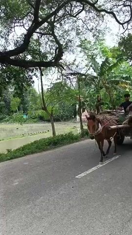 A horse-drawn cart carrying bundles of dry branches is moving down a paved road. A man in a green shirt and a blue and white lungi is walking beside the cart, facing the camera. Another person, a young male, is sitting on top of the cart, looking forward. The cart is loaded with what appears to be firewood or building materials made of wood. The environment is lush and green, with trees and vegetation lining the road. A body of water is visible to the left of the road, and a few small houses or structures can be seen in the distance. The sky is overcast. The horse is brown, and the cart has two spoked wheels.