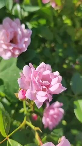 The video shows a close-up, moving view of pink roses blooming on a vine. Sunlight illuminates the petals and green leaves, creating a vibrant, natural setting. The camera pans slowly across the flowers, highlighting their delicate details and clusters.