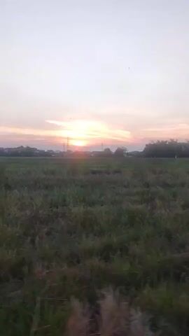 A still, vertical shot shows a wide, grassy field under a pale sky. The sun, low on the horizon, casts a warm glow, tinging the clouds with pink and orange hues. Silhouetted against the sky are distant buildings and trees. The foreground is filled with tall, dry grass, some of which appears to be bent over, suggesting movement. The overall impression is one of a serene rural landscape at dusk.