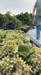 Morning grape harvest in full swing at San José del Valle vineyard