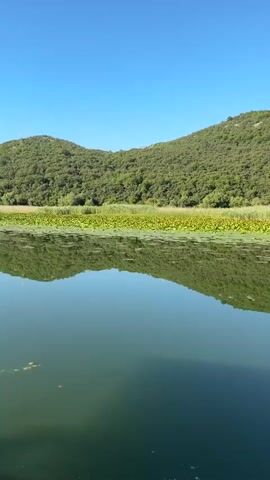 The video captures a serene natural landscape, likely a lake or slow-moving river. The foreground is dominated by calm, greenish water reflecting the surrounding scenery. Along the far bank, a dense band of green vegetation, possibly reeds or water lilies, creates a textured line. Behind this, rolling, verdant hills covered in trees rise under a clear blue sky. The camera appears to be moving, possibly from a boat, as indicated by the introduction of metallic railing and a red flag with a double-headed eagle crest, which is the coat of arms of Montenegro, in the latter half of the clip. The light suggests it is daytime, likely mid-morning or afternoon. There are no people visible in the video.