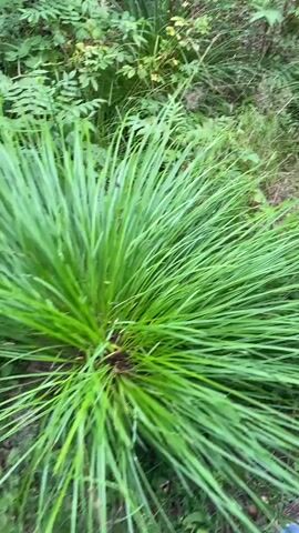 The video shows a close-up view of lush green grass and foliage in a natural outdoor setting. The camera appears to be moving slowly, capturing the texture and movement of the grass blades. In the background, more leaves and some dry brush can be seen. Towards the end of the clip, a small stream of water and a fallen log become visible amongst the greenery. The scene is predominantly green with earthy tones from the soil and the log.