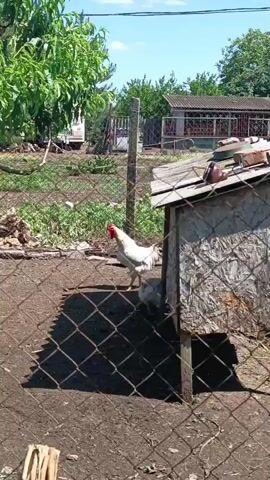 A rooster with a white body and red comb stands in a dirt-covered enclosure, looking to its left. To the right of the rooster, a smaller, grey chicken pecks at the ground. In the background, a rustic wooden structure with a slanted roof, resembling a chicken coop, stands prominently. The coop is constructed with rough wooden planks and is elevated on stilts. Pigeons are perched on top of the coop. The enclosure is bordered by a wire mesh fence. Beyond the fence, lush green trees and vegetation are visible, along with a building with a corrugated metal roof and a white mobile home. The sky is blue with scattered white clouds, suggesting a bright, sunny day. The overall scene depicts a rural farmyard setting, likely in Artsyz, Ukraine, on a clear day. The presence of poultry and simple farm structures indicates a domestic agricultural environment. There is no visible text in the media file.