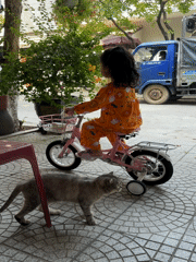 Gray cat observed being cared for in Đà Nẵng courtyard
