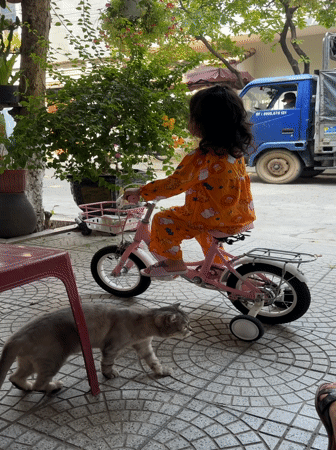 Gray cat observed being cared for in Đà Nẵng courtyard
