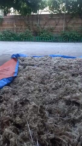 A heap of beige, fibrous material, possibly wool or plant fibers, is spread out on a blue and orange tarp on a paved surface. The material is dense and appears to be wet or recently washed, with some strands clumped together. Two metal rods or poles are visible lying on top of the material, extending from the bottom left towards the center of the frame. In the background, a low green hedge and a brick wall are visible. The lighting suggests it is daytime, possibly overcast or early morning/late afternoon. The camera is positioned low and close to the material, giving a close-up view of its texture and a partial view of the tarp and surroundings. The video shows slight movement and panning, suggesting the camera operator is walking or moving around the material.
