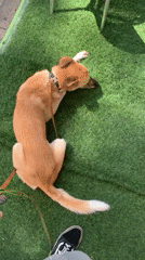 Dogs and street art on a Tel Aviv morning