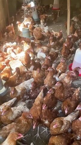 The video shows a flock of brown and white chickens in a coop. The coop appears to be an enclosed space with a dirt floor. There are several feeders and waterers visible in the scene. The chickens are milling around, some are standing, and some are pecking at the ground. The lighting in the coop is dim, with some sunlight filtering in from openings.