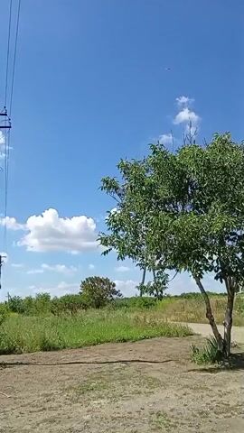 This is a vertical video captured outdoors on a clear, sunny day. The sky is a vibrant blue with a few scattered white clouds. In the foreground, a dirt path curves slightly. To the right of the path is a medium-sized tree with lush green leaves. Behind the tree, there is a field of green grass and other trees in the distance. On the left side of the frame, a power line pole with wires extends upwards. The camera is mostly stationary, with slight movements that suggest it might be handheld. There are no people or animals visible in the video. The overall impression is a peaceful, natural landscape.
