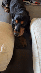 A dog's lazy afternoon, war film clips, and random snapshots
