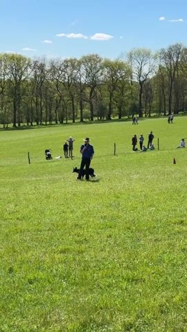 A man in a cowboy hat walks a black and white dog on a leash in a grassy field. The man is wearing a blue shirt and dark pants. The dog is walking calmly beside him. In the background, several groups of people are standing and sitting on the grass. Behind them is a line of trees against a blue sky.