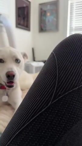A white dog with heterochromia, one brown eye and one blue eye, lies on a beige comforter. The dog is wearing a red collar with a silver tag. The dog's mouth is slightly open, and its tongue is visible. The background is blurred but appears to be a room with a window and framed pictures on the wall. A person's leg, clad in dark fabric, is visible in the lower right corner of the frame.