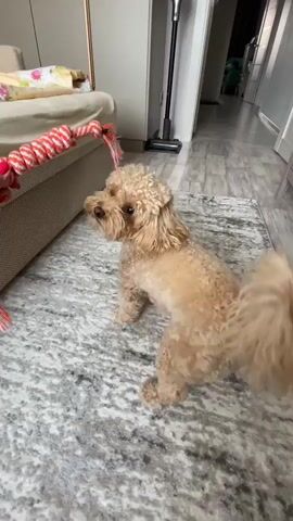 A small, tan poodle-mix dog is playing tug-of-war with a red and white rope toy held by a person's hand in a room. The dog is standing on a patterned rug. To the left of the dog is the edge of a couch with bedding. In the background, a vacuum cleaner is visible. The dog is actively engaged in the game, pulling at the toy and occasionally opening its mouth wide. The person's hand is moving the toy back and forth, encouraging the dog's play.
