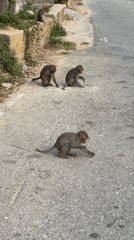 Monkeys gather on paved road in Đà Nẵng, Vietnam