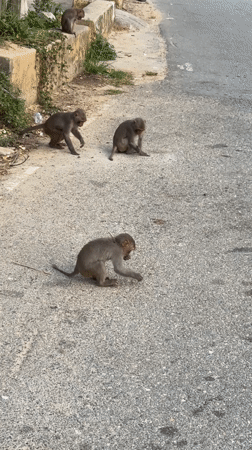 Monkeys gather on paved road in Đà Nẵng, Vietnam