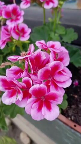 A close-up video shows a cluster of bright pink and white geranium flowers in a planter. The flowers have dark pink centers and lighter pink outer petals. Lush green leaves are visible in the background. The planter appears to be made of a gray material and contains dark soil. The lighting suggests it is daytime, possibly overcast.
