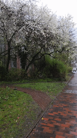Spring blossoms scatter on wet Hamburg sidewalk after rain