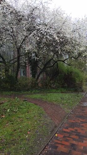 Spring blossoms scatter on wet Hamburg sidewalk after rain