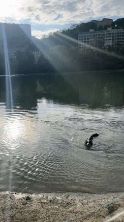 Dog swims in circles in French river