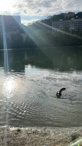 The video shows a black and white dog swimming in a river. The dog is making a circle in the water, causing ripples. The water reflects the sunlight, and there are buildings and trees on the opposite bank of the river. The sky is partly cloudy. The camera is stationary and the shot is wide.