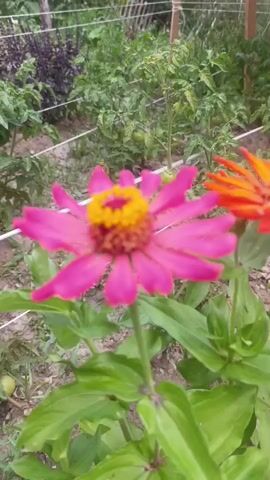 This is a close-up, handheld video of two zinnias in a garden. The zinnia in the foreground is a vibrant pink with a yellow and reddish-brown center. Its petals are slightly curled. To its right, and slightly behind it, is an orange zinnia, also with a darker center. Both flowers are in focus, with the green leaves and stems of the plants forming the immediate foreground. In the background, the garden is out of focus, showing green foliage, possibly tomato plants, and a wire fence. The lighting suggests it is daytime.