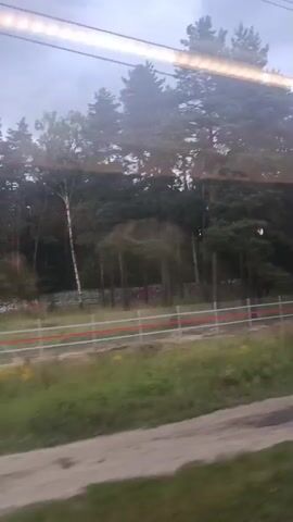The video shows a blurry, side-view of a landscape from a moving vehicle, likely a train. The foreground is dominated by a vertical, translucent bar, possibly a window pillar, with a bright light strip running horizontally across the top of the frame. Through the window, a dense forest of pine and birch trees is visible. A fence with red and white markings runs horizontally across the mid-ground, separating the forest from a grassy area with some yellow wildflowers. The ground in the immediate foreground appears to be dirt and has puddles of water. The sky is overcast and appears grey. The overall impression is a fleeting glimpse of a natural environment during what seems to be a cloudy day.