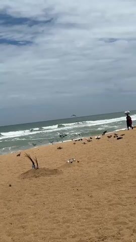 The video shows a sandy beach with the ocean in the background. The sky is cloudy with patches of blue. Several birds are scattered across the sand. In the foreground, there is a small pile of sand with some debris. A person is walking along the beach carrying something on their head. Further down the beach, there are other people sitting and lying on the sand, and more birds are present. The waves are crashing on the shore.