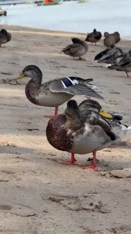 A flock of ducks are gathered on a sandy shore, with a body of water in the background. The ducks are predominantly brown and white, with some exhibiting iridescent blue and black markings on their wings. In the foreground, two ducks are particularly prominent. One is facing left, with its head turned towards the camera, showcasing a yellow beak and subtle green iridescence on its head. The other duck is facing away from the camera, appearing to be preening or resting. The sand is light brown and appears somewhat damp in places. Other ducks are scattered further back on the sand, some standing and others appearing to be settled. The water in the background is a muted blue-grey.