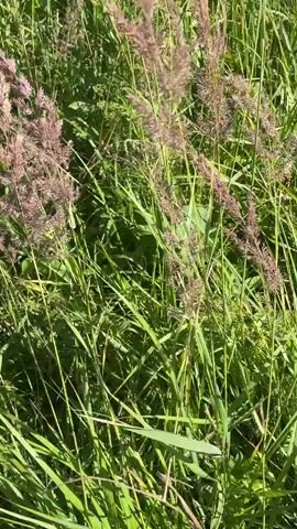 The video shows a close-up view of tall grass and some reddish-brown seed heads or flower plumes. The grass is green and appears to be swaying slightly, possibly due to a breeze. The lighting suggests it is daytime. The background is a blur of more greenery, indicating a natural outdoor environment like a field or meadow. There are no people or distinct objects visible other than the plants themselves.