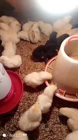 The video shows a close-up, overhead view of a group of young chicks, mostly yellow and some black, gathered around a white and red chick feeder filled with feed. The chicks are on a bed of straw or wood shavings. Some chicks are actively eating from the feeder, while others are looking around or resting. A red water dish is partially visible in the lower left corner. The lighting appears to be artificial, possibly from a heat lamp. The video quality is slightly grainy. The bottom left corner of the video displays "itel S23".