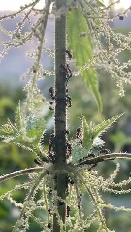 This is a close-up video of a nettle plant stem covered in ants. The ants are black and appear to be moving up and down the stem. There are also several small green leaves and some white flowers on the plant. The background is blurred and appears to be a natural outdoor environment. The lighting suggests it is either sunrise or sunset.