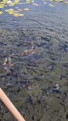 Late-night fish feeding and lily pond observation in Daejeon park