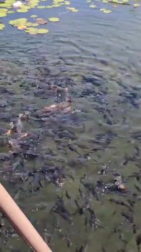 Late-night fish feeding and lily pond observation in Daejeon park
