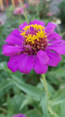 This is a close-up video of a vibrant purple zinnia flower in bloom. The flower is centered in the frame, with its bright yellow stamens and dark center clearly visible. The petals are a rich purple hue and have a slightly ruffled texture. The background is softly blurred, with hints of green foliage and other pink flowers suggesting a garden setting. The lighting appears natural, possibly outdoor daylight. The camera is held steady, focusing on the intricate details of the flower. There are no people or animals present in the video. The video appears to be a still shot with very minor subtle movement, possibly due to wind or camera stabilization.